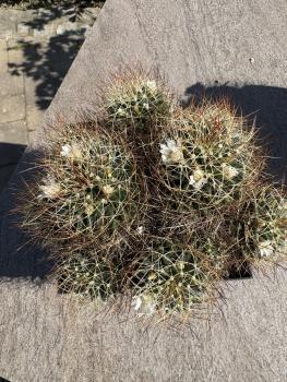 Mammillaria dolichothele albescens